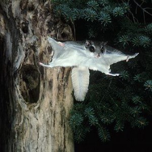 flyingsquirrel