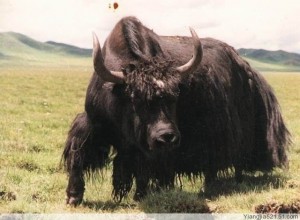 yak